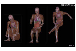 「数値人体モデル用ソフト」公開、電波との相互影響をシミュレート（NICT） 画像