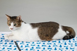 りく君 永世名誉編集長就任のお知らせ 画像