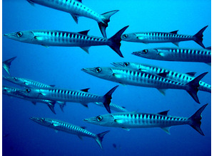 Mandiant Blog 第11回「中国と関連か 攻撃的かつ高スキルの攻撃者が Barracuda ESG のゼロデイ脆弱性（CVE-2023-2868）悪用」