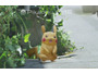 トロイの木馬型マルウェアが仕込まれたAndroid版「Pokemon GO」に注意喚起(McAfee) 画像