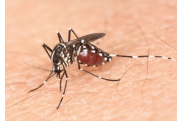 感染の拡大が続くデング熱の症状や予防策について 画像