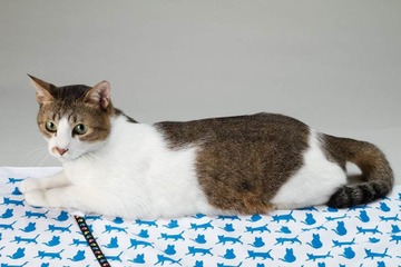 りく君 永世名誉編集長就任のお知らせ 画像