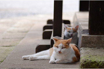 「じゃらんnetがなりすましログイン攻撃に遭って2万7620件の個人情報を盗まれてしまったんだにゃーの巻」（8月12日版）Scan名誉編集長 りく君の セキュリティにゃークサイド 画像