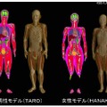 日本人成人男女の数値人体モデル（左：正面からの断層表示、右：ボリュームレンダリング表示）