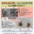 環境省のリーフレット「セアカゴケグモ・ハイイロゴケグモにご注意ください！」