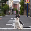 ここから先には入れてやらないんだにゃー