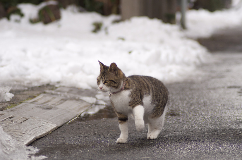 先週は突然の大雪インシデントで大変だったにゃー。日頃からインシデントに対応できるように心がけておかなきゃいけないにゃー