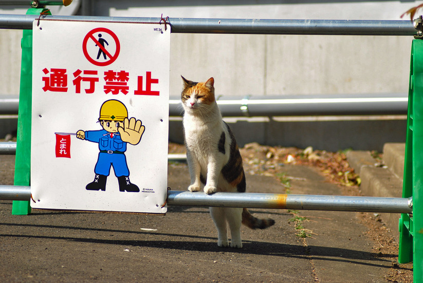 外から敵に侵入されないよう、入り口の見張りは重要だにゃー