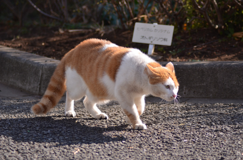 脆弱性もいいけれど、猫はご飯を探しに行く方が好きなんだにゃー