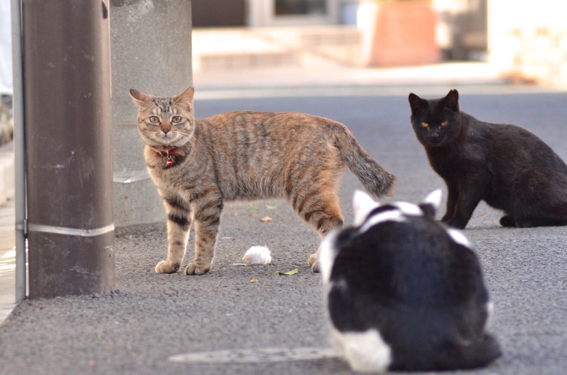 攻撃されても弾き返すんだにゃー