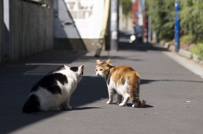 縄張りに入ってくる奴は許さないんだにゃー