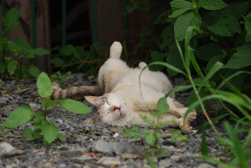 もう梅雨入りして猫はやる気がにゃいけど管理者の皆さんは元気でお仕事してるかにゃー