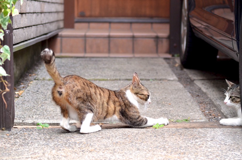 梅雨入りしたはずなのに雨も降らずに暑い日が続いてイライラするにゃー