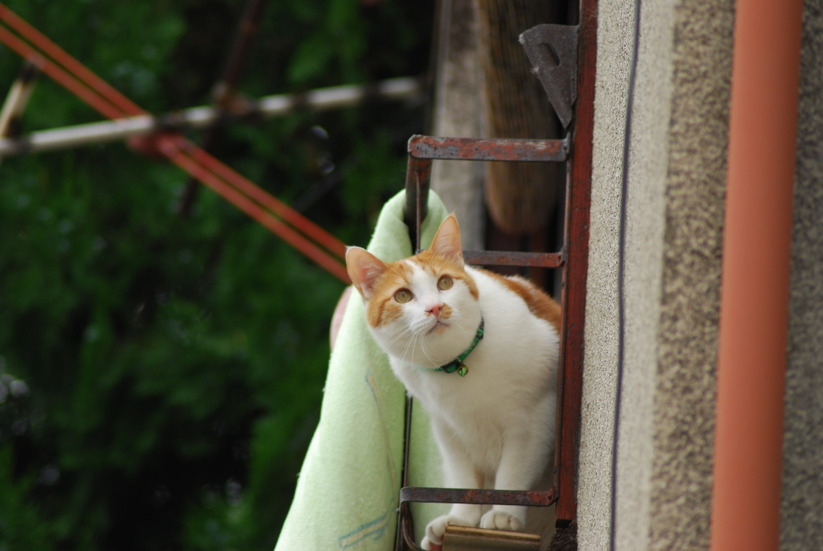 いくら雨でも悪い奴には関係ないからしっかり監視しないといけないんだにゃー