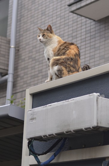 外にある機器の監視はおまかせだにゃー