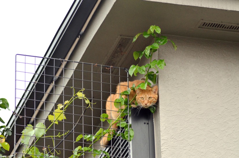 見つからずにうまく忍び込んでやったにゃー