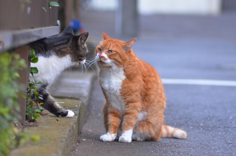 ここから先は通してやらないんだにゃー