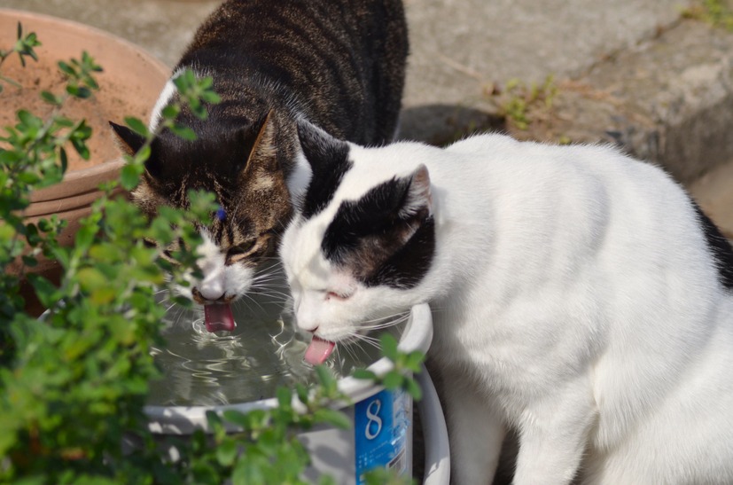 水飲み場型攻撃かもしれないけど気にしてられないんだにゃー