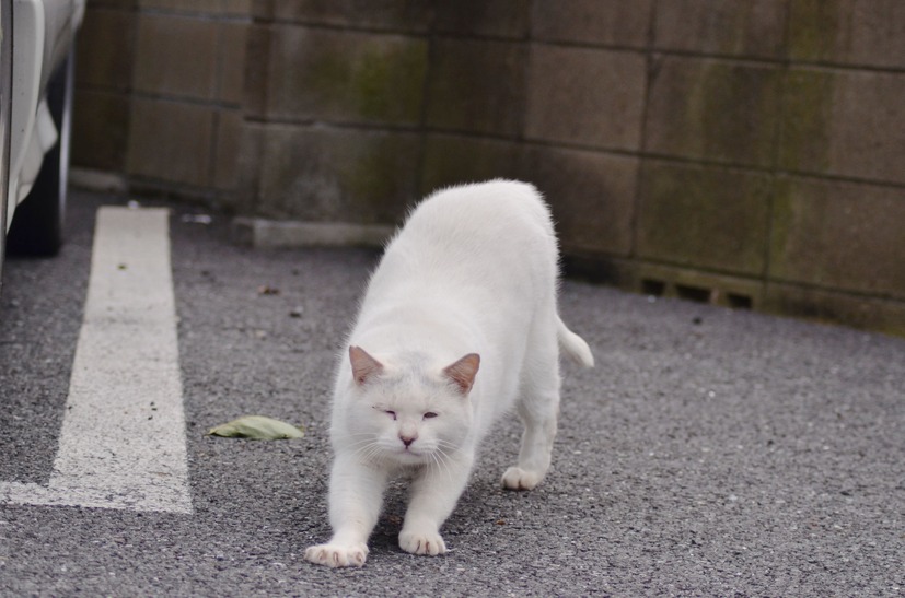 雨もやんだしそろそろお仕事でもするかにゃー