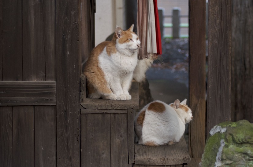 手分けして監視してるんだにゃー