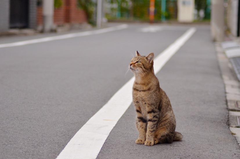 あっちで何かインシデントが発生してるみたいなんだにゃー