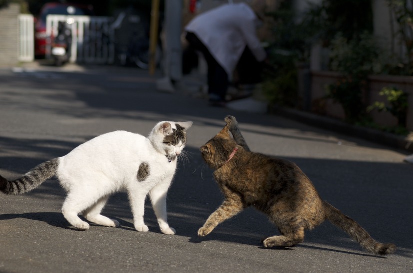 侵入してきた奴に猫パンチを炸裂させるんだにゃー