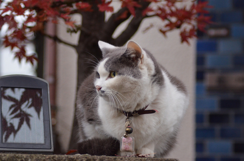 首輪に何かついてる猫は犯罪に巻き込まれているかもしれないので注意するにゃー(1月15日版)