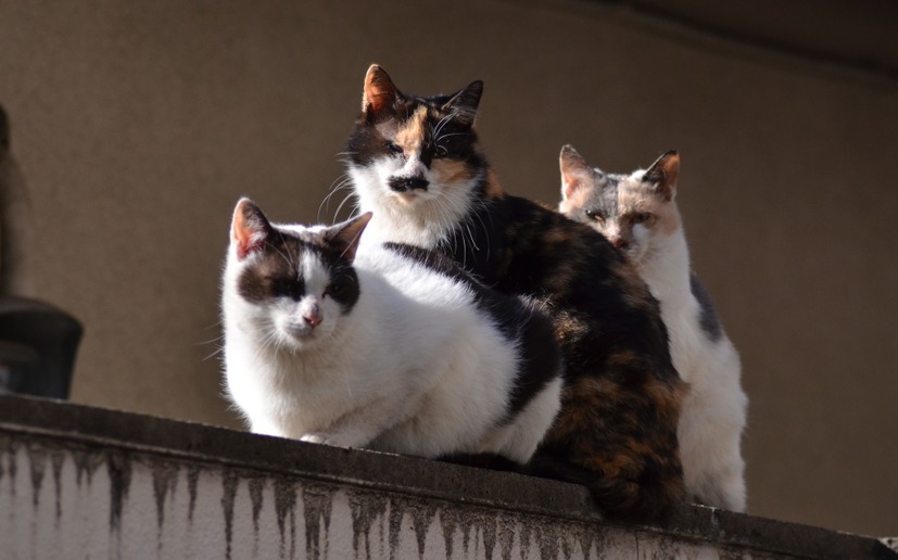 多層防御なんだにゃー。