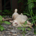 もう梅雨入りして猫はやる気がにゃいけど管理者の皆さんは元気でお仕事してるかにゃー