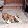 梅雨入りしたはずなのに雨も降らずに暑い日が続いてイライラするにゃー