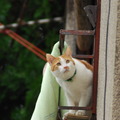 いくら雨でも悪い奴には関係ないからしっかり監視しないといけないんだにゃー