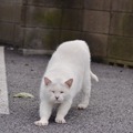 雨もやんだしそろそろお仕事でもするかにゃー