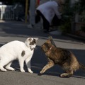 侵入してきた奴に猫パンチを炸裂させるんだにゃー