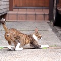 梅雨入りしたはずなのに雨も降らずに暑い日が続いてイライラするにゃー（6月10日版）