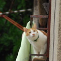 いくら雨でも悪い奴には関係ないからしっかり監視しないといけないんだにゃー（6月17日版）