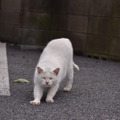 雨もやんだしそろそろお仕事でもするかにゃー（10月28日版）