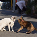 侵入してきた奴に猫パンチを炸裂させるんだにゃー（12月9日版）