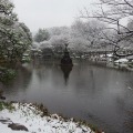 雪の東京（日比谷公園、2月14日昼）