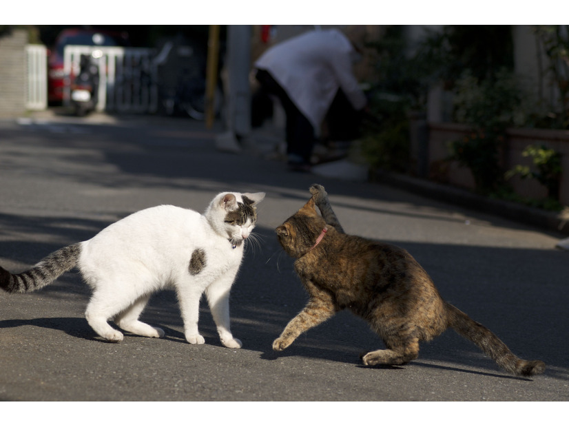 侵入してきた奴に猫パンチを炸裂させるんだにゃー