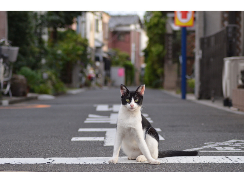 ここから先には入れてやらないんだにゃー