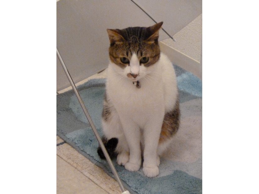 おもえば創刊から15年、晴れの日ばかりじゃなかったんだにゃー