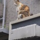 「遠隔操作でISPと勝手に契約されてしまう事件が増えてるんだにゃーの巻」（6月24日版）Scan名誉編集長 りく君の セキュリティにゃークサイド 画像